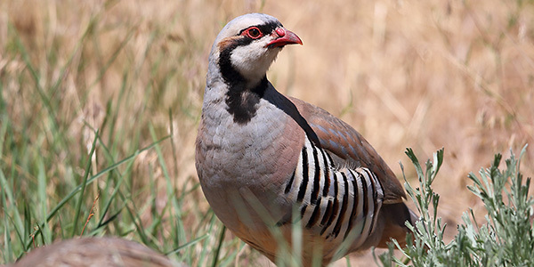 Chukar3_ganskopp.jpg