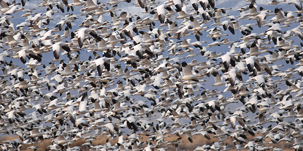 0660_snow_geese_flock_budeau.jpg