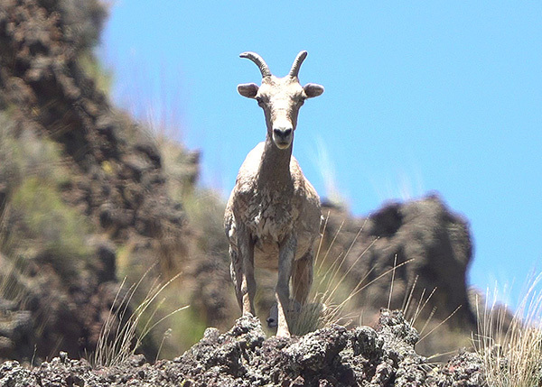 2021_rocky_mt_bh_ewe_Imnaha_adam_baylor_odfw.jpg