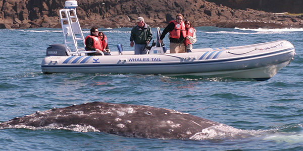 7120_whale-watching_swingle.jpg