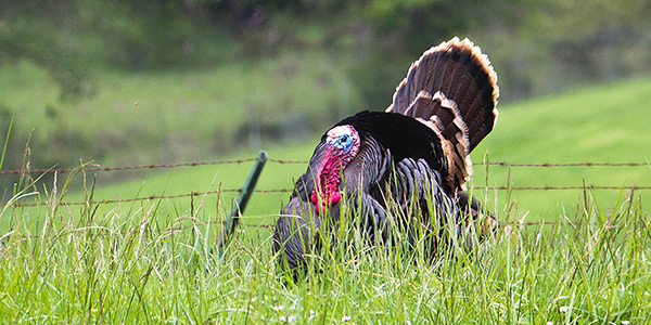 1806_wild_tom_turkey_ranslam_odfw.jpg