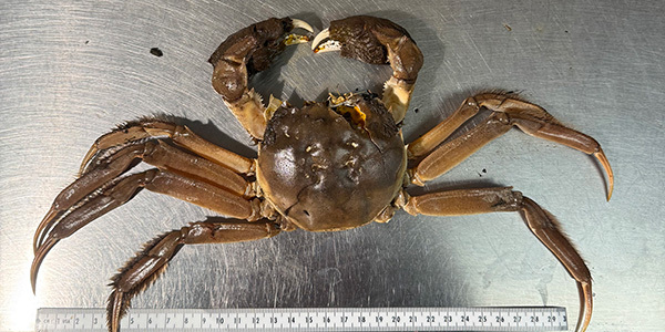 042325_Mitten_crab.jpg
