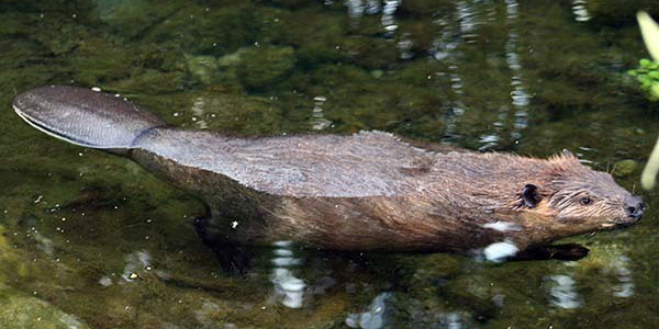beaver-munsel-odfw_600x300.jpg