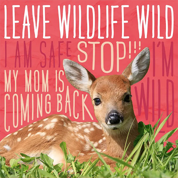 leave-wildlife-wild.jpg