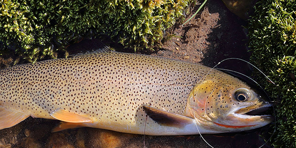 09-cutthroat-trout.jpg