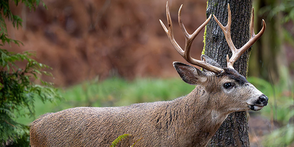 1617_blacktail_deer_cameron_anderson_odfw.jpg