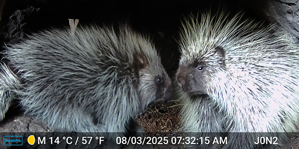 Porcupine 1.jpg