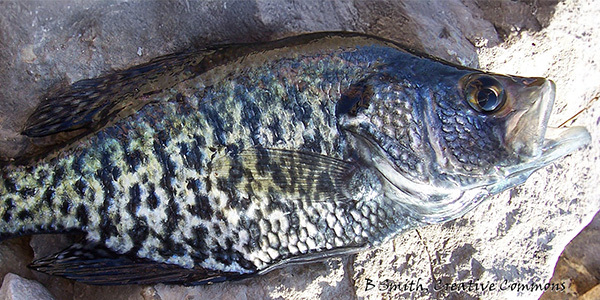 crappie_b_smith_cc_hero_0.jpg