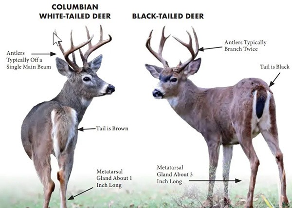 White vs black-tailed deer image.jpg