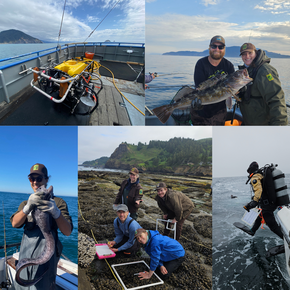 Snapshots of 2025 Ecological field work including remotely operated vehicle (ROV), hook-and-line, longline, intertidal, and SCUBA surveys. 