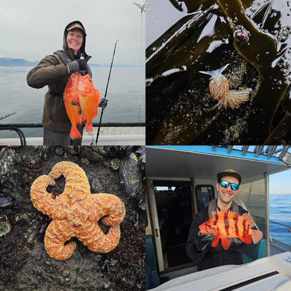 Finds from the 2025 field season: canary rockfish, opalescent nudibranch, orange ochre sea star, and tiger rockfish. 
