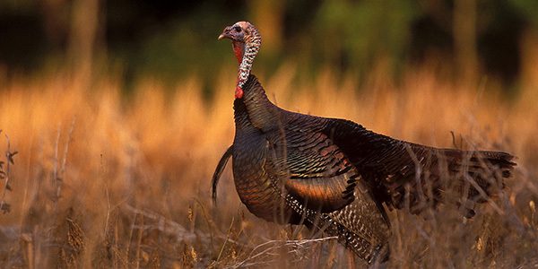 Hunting-fall-turkey.jpg