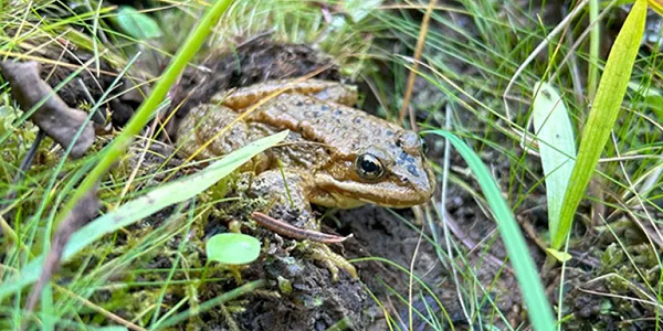 Cascade Frog_whaleback wet meadow_Sept 2024b.jpg
