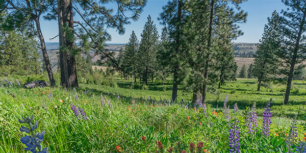 Flower-Minam uplands - Dave Jensen.jpg