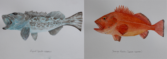 Blue lingcod watercolor painting and yelloweye rockfish watercolor painting 