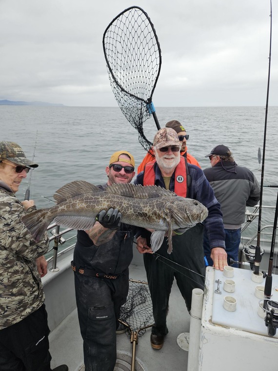 MR lingcod