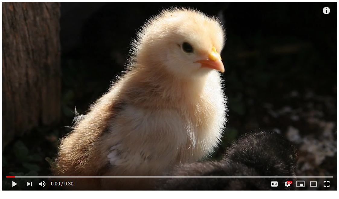 screen capture from video of fluffy chick