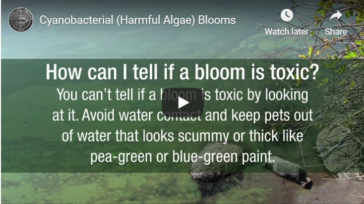 Cyanobacterial (Harmful Algae) Blooms