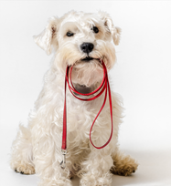 photo of a dog holding a leash in its mouth, wants to go on a walk!