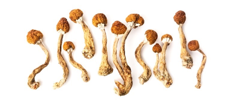 Image of dried Psilocybe Cubensis mushrooms