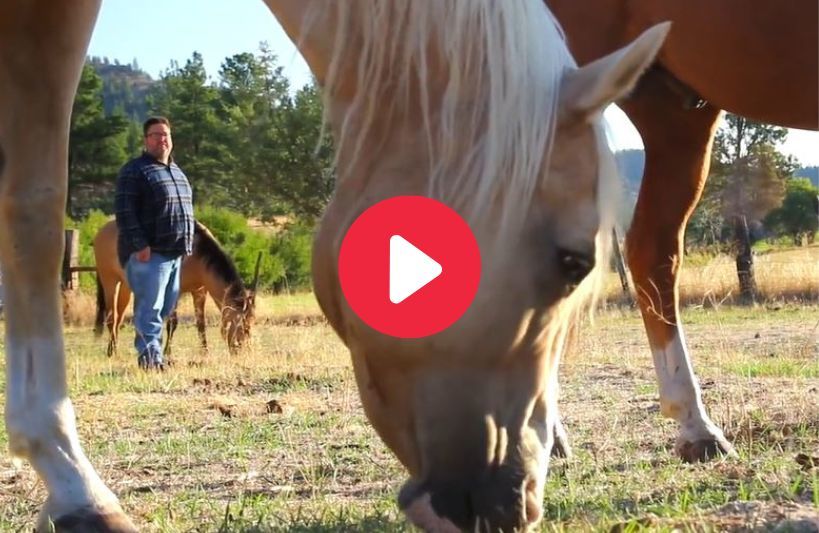 photo of a horse grazing and a video play button
