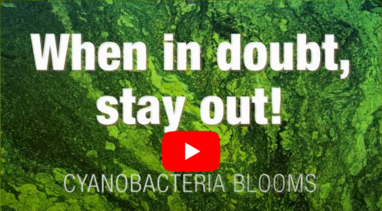 video thumbnail for toxic algae blooms