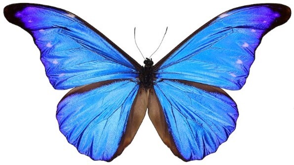 Butterfly - Deep Blue
