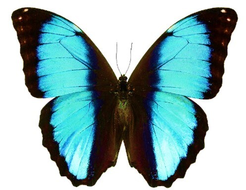 Butterfly - Light Blue