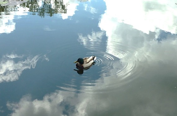 Duck swimming in pond with reflection of clouds in the sky