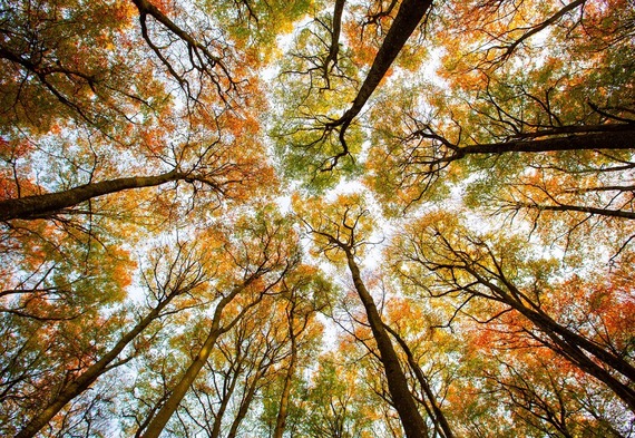 Fall Tree Canopy