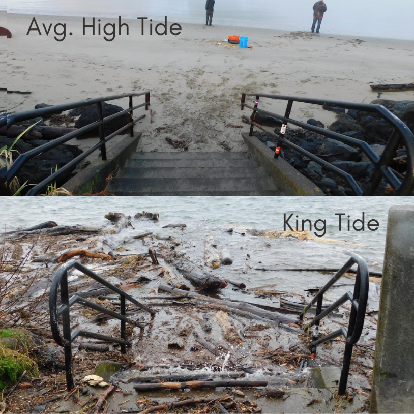 Comparison of Average High Tide and King Tide