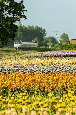 Cascades train in valley with flowers