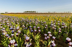 Amtrak Cascades train and iris fields