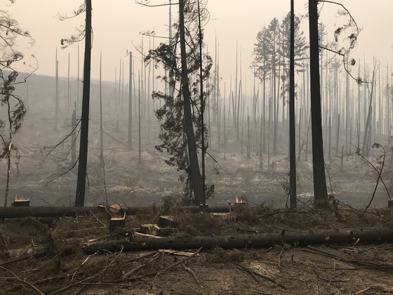 Trees along North Umpqua Highway near Idleyld.