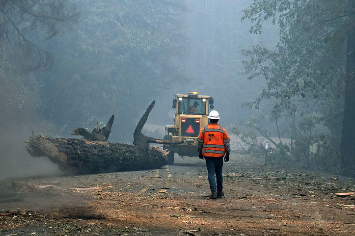 removing burnt trees from the highway