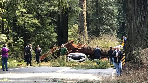 Redwood Tree Disaster