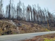 Wildfire trees