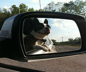 Dog sticking his head out a vehicle window with reflection in side mirror