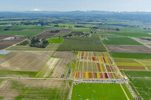 Tulip Field Aerial