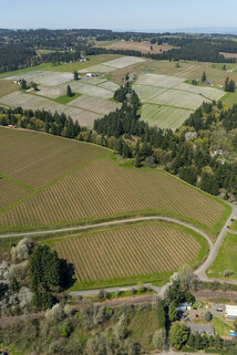 Farm Fields Near Newberg