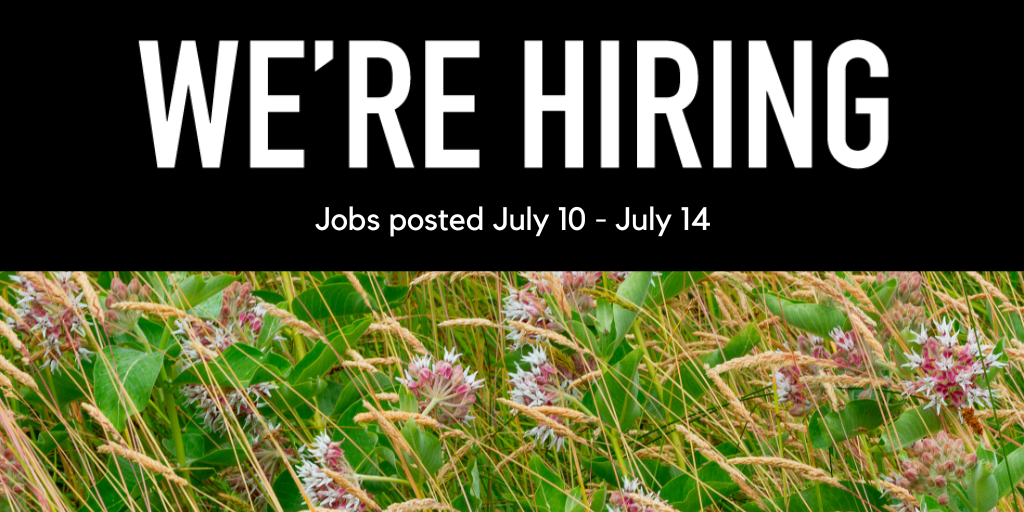 Close up photo of pink and white wild flowers growing in with dried and brown wheat.