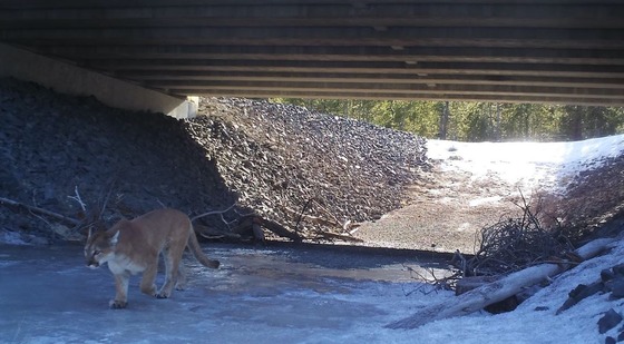 A cougar uses the wildlife undercrossing near Gilcrest