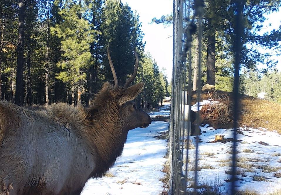An elk walks near wildlife fencing on U.S. 97 that will lead it to an undercrossing