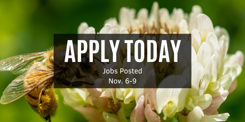 Photo of a bumble bee sitting on a flower.