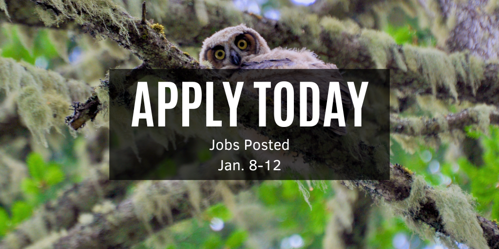 Photo looking up into a tree with an owl sitting on a branch looking back down at the camera. 