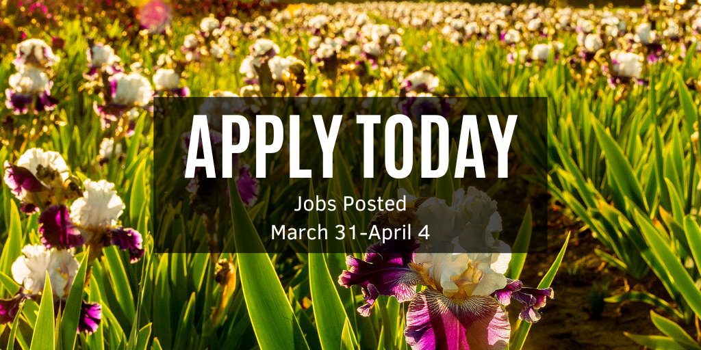 Purple and white iris flowers blooming