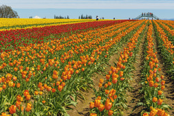 Rows of blooming tulips stretch into the distance