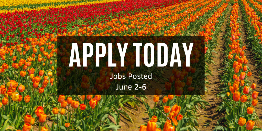 Rows of orange, red and yellow tulips on a farm.