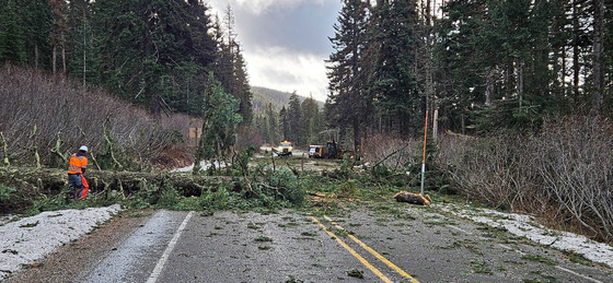 A worker in orange ODOT vest working on clearing a pine tree that fell on the highway