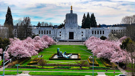 cherry blossoms 2026